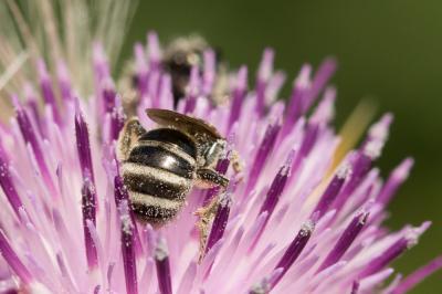  Lasioglossum leucozonium (Schrank, 1781)
