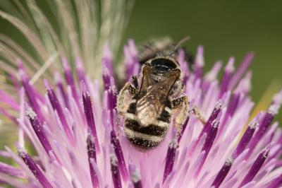  Lasioglossum leucozonium (Schrank, 1781)