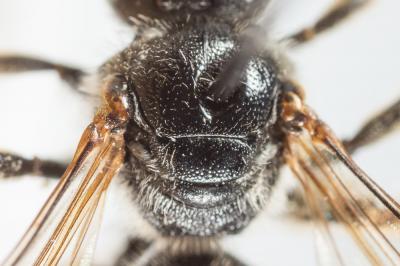  Lasioglossum discus fertoni (Vachal, 1895)