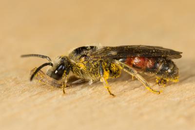  Lasioglossum nigripes (Lepeletier, 1841)