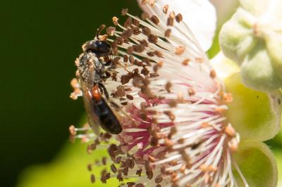  Lasioglossum interruptum (Panzer, 1798)