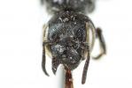  Hoplitis leucomelana (Kirby, 1802)