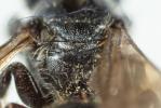  Hoplitis leucomelana (Kirby, 1802)
