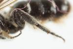  Hoplitis leucomelana (Kirby, 1802)