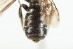  Hoplitis leucomelana (Kirby, 1802)