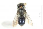  Osmia latreillei (Spinola, 1806)