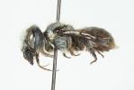  Osmia latreillei (Spinola, 1806)