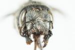  Osmia latreillei (Spinola, 1806)