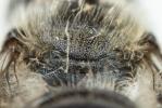  Osmia latreillei (Spinola, 1806)