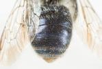  Osmia latreillei (Spinola, 1806)