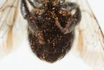  Osmia latreillei (Spinola, 1806)