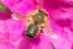  Megachile willughbiella (Kirby, 1802)