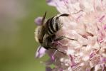  Megachile melanopyga Costa, 1863