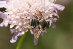  Megachile melanopyga Costa, 1863