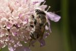  Megachile melanopyga Costa, 1863
