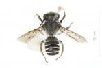  Megachile melanopyga Costa, 1863