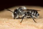 Megachile melanopyga Costa, 1863