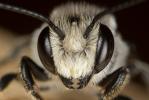  Megachile melanopyga Costa, 1863