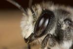  Megachile melanopyga Costa, 1863