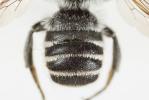  Megachile melanopyga Costa, 1863