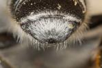  Megachile melanopyga Costa, 1863