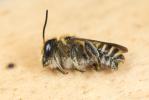  Megachile melanopyga Costa, 1863