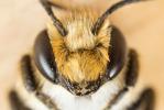  Megachile melanopyga Costa, 1863
