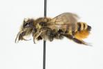  Megachile melanopyga Costa, 1863