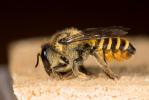 Megachile melanopyga Costa, 1863