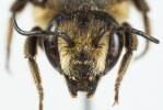  Megachile melanopyga Costa, 1863