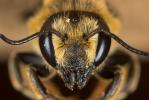  Megachile melanopyga Costa, 1863