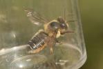  Megachile willughbiella (Kirby, 1802)