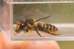Mégachile du rosier, Abeille découpeuse Megachile centuncularis (Linnaeus, 1758)