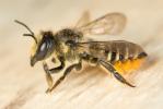 Mégachile du rosier, Abeille découpeuse Megachile centuncularis (Linnaeus, 1758)