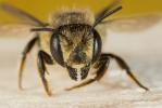 Mégachile du rosier, Abeille découpeuse Megachile centuncularis (Linnaeus, 1758)