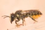 Mégachile du rosier, Abeille découpeuse Megachile centuncularis (Linnaeus, 1758)