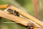 Mégachile du rosier, Abeille découpeuse Megachile centuncularis (Linnaeus, 1758)