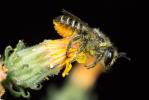 Mégachile du rosier, Abeille découpeuse Megachile centuncularis (Linnaeus, 1758)