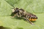 Mégachile du rosier, Abeille découpeuse Megachile centuncularis (Linnaeus, 1758)
