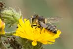 Mégachile du rosier, Abeille découpeuse Megachile centuncularis (Linnaeus, 1758)