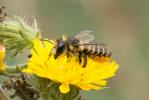 Mégachile du rosier, Abeille découpeuse Megachile centuncularis (Linnaeus, 1758)