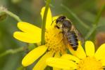 Mégachile du rosier, Abeille découpeuse Megachile centuncularis (Linnaeus, 1758)