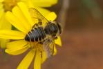 Mégachile du rosier, Abeille découpeuse Megachile centuncularis (Linnaeus, 1758)