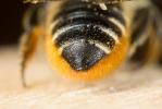 Mégachile du rosier, Abeille découpeuse Megachile centuncularis (Linnaeus, 1758)