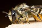 Mégachile du rosier, Abeille découpeuse Megachile centuncularis (Linnaeus, 1758)