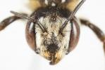  Megachile albisecta (Klug, 1817)