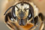  Megachile albisecta (Klug, 1817)