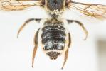  Megachile albisecta (Klug, 1817)