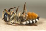  Megachile albisecta (Klug, 1817)