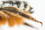  Megachile albisecta (Klug, 1817)